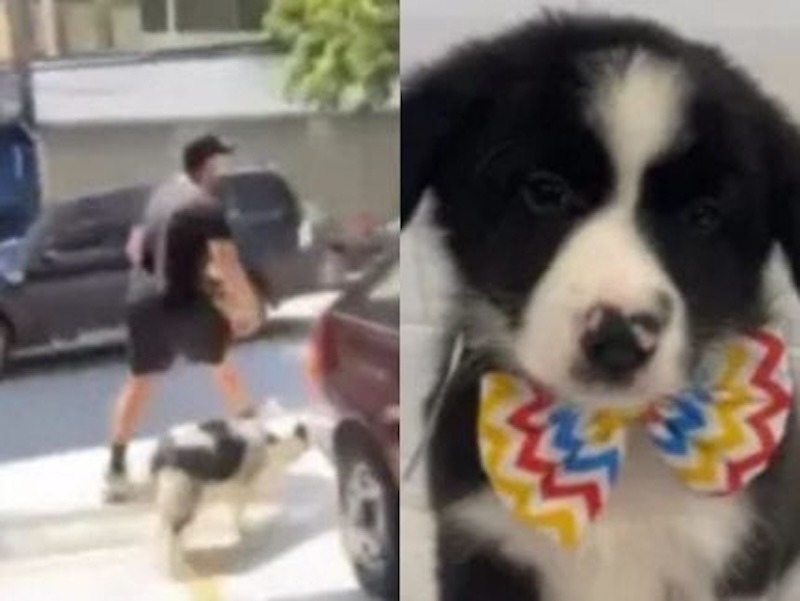 Homem invade petshop em SP, rouba filhote e causa confusão;  - Cena digna de filme de ação em São Paulo